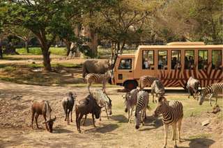 Tour Bali Safari Include Lunch at d'Tukad River Club - Private 8-Hour Tour, THB 1,262.05