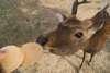 The deer will take the initiative to get close to tourists with deer senbei