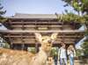 Arrive at Nara Park and play with the lovely herd of deer! (Stay time 110 minutes, you can go to Todaiji by yourself)