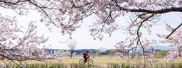 Gyeongpo Cherry Blossom & Daegwallyeong Sheep Farm Day Tour in Gangwon-do, VND 1.364.017