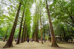 Nami Island, Petite France and Italian Village Day Trip, Rp 758.650