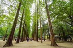 Nami Island, Petite France and Italian Village Day Trip, USD 47.55