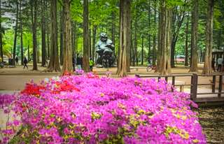 Nami Island, Petite France, and Italian Village Tour from Seoul, 73,735원