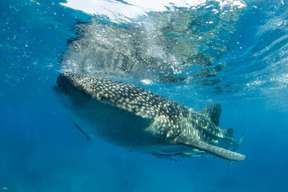 Oslob Whale Shark Experience with Round-Trip Ferry Transfers from Panglao | Bohol