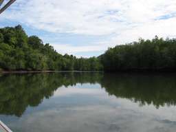 Langkawi Mangrove River Cruise & Jungle Pool Swimming