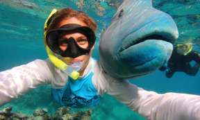 [Tour Sinh Thái] Tour Lặn Biển tại Rạn San Hô Opal & Tongue Khởi Hành Từ Cảng Douglas  | Queensland