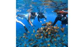 Bali/Nusa Penida: Manta Point Snorkeling & West Coast Tour by. BestTripPenida