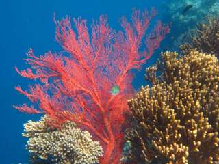 Snorkeling di Taman Laut Lovina, Rp 110.000