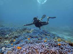 Fun Dive Tramena Dive Center (meeting point Gili Trawangan), USD 48.88