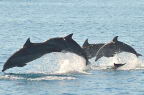 Eco Sailing and Dolphin Watching Adventure in Fraser Island