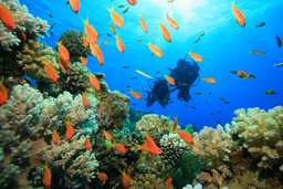 Scuba Diving in Nha Trang - Day Tour , SGD 57