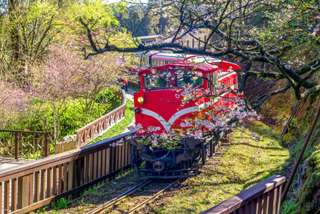 [2024 Cherry Blossom][Traveloka x HSR Combo] Chiayi 2-Day Tour: Alishan and Zhushan Forest Railway | Taiwan, ₱ 7,401.37