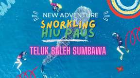 Snorkling Bersama Hiu Paus