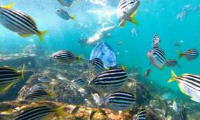 Manly Snorkelling Tour