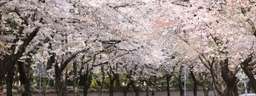 Cherry Blossom Day Tour from Daegu, THB 1,476.09