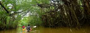 Kubang Badak Mangrove River Kayaking Tour in Langkawi