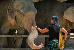 Samui Island Elephant Jungle Sanctuary Experience, SGD 35