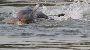 Dolphin Watching Mangrove Cruise in Kuching