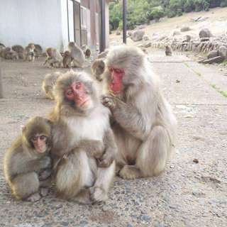 Choshikei Osaru no Kuni (Monkey Country) Natural Zoo  Admission Ticket | Kagawa