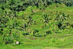 Traditional Balinese Dance "Barong Dance" & "Tirta Empul Temple" / Private 8 hour tour, RM 144