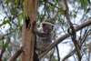 Spot wild koalas on eucalyptus trees