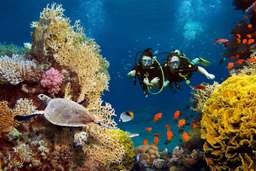 Diving at Tanjung Benoa Beach by Suci Tiara Wisata, THB 1,356.10