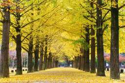 Nami Island and Garden of Morning Calm Tour from Seoul with Lotte Duty Free Discount Voucher, S$ 64.36