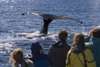 After lunch at your own expense, go to Nelson Bay and take a 1.5-hour boat cruise to watch dolphins. As a habitat for about 150 dolphins, dolphin watching cruises are a must-do activity. You have the opportunity to get close to the cute bottlenose dolphins and enjoy the beautiful sea view (included)