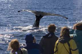 [Guaranteed Departures on Tuesday, Thursday, and Sunday] Port Stephens Dolphin Watching Day Tour with Lunch Included | Sydney