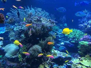 pesona nusa lembongan 8 jam tur, Rp 1.900.000