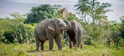 Phuket Elephant Sanctuary Experience, THB 3,261.88