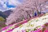 Du khách có thể ngắm hoa anh đào nở rộ ở Công viên Oishi vào mùa xuân (Thời gian nở hoa dự kiến: cuối tháng 3 đến đầu tháng 4)