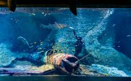 KOMBO: Tiket National Aquarium + Louvre Abu Dhabi
, Rp 688.251