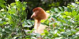 Santubong Wildlife Cruise - 3.5 Hours, SGD 61