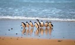Penguins Express Tour from Melbourne, USD 101.92