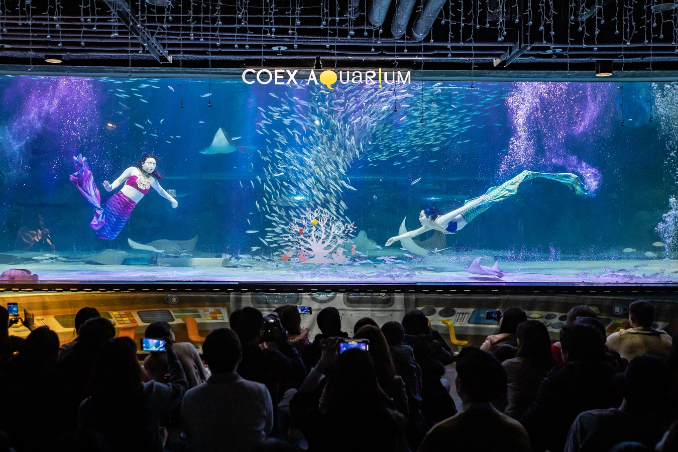 COEX Aquarium, the largest in Seoul, houses over 40,000 marine creatures from 650 species. 