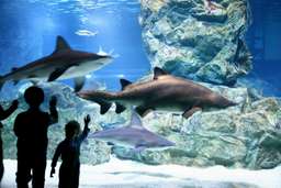 COEX Aquarium, THB 699.40