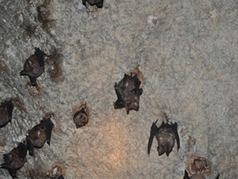 Langkawi Mangrove Geopark by Kayak 5