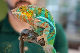 Tiket Kebun Binatang Singapura | Cagar Alam Liar Mandai, Singapura
3