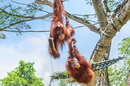 Tiket Kebun Binatang Singapura | Cagar Alam Liar Mandai, Singapura
5