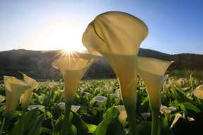 Beitou Yangmingshan Day Tour from Taipei: Calla Lilies/Hydrangea at Bamboo Lake, Xiaoyoukeng, Lengshuikeng | 25% Off HSR Ticket Add-on | Taiwan