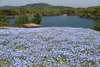 "White Butterfly Limited từ tháng 3 đến tháng 5" Công viên văn hóa nông nghiệp RURU PARK Oita "Lễ hội hoa bướm trắng" (khoảng 60 phút) ※Trong mùa hoa hồng wisteria, chúng tôi sẽ đến Trang trại Sensai, vui lòng thông báo