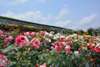 "Hoa hồng giới hạn tháng 5-tháng 6" Vườn hoa hồng Sengei (khoảng 60 phút) ※Hoa hồng: giữa tháng 5 đến đầu tháng 7 (Nguồn ảnh: Kanko Sanko, quan chức thành phố Hoa Kỳ)