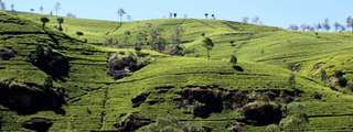 Nuwara Eliya 2 Day Tour from Colombo