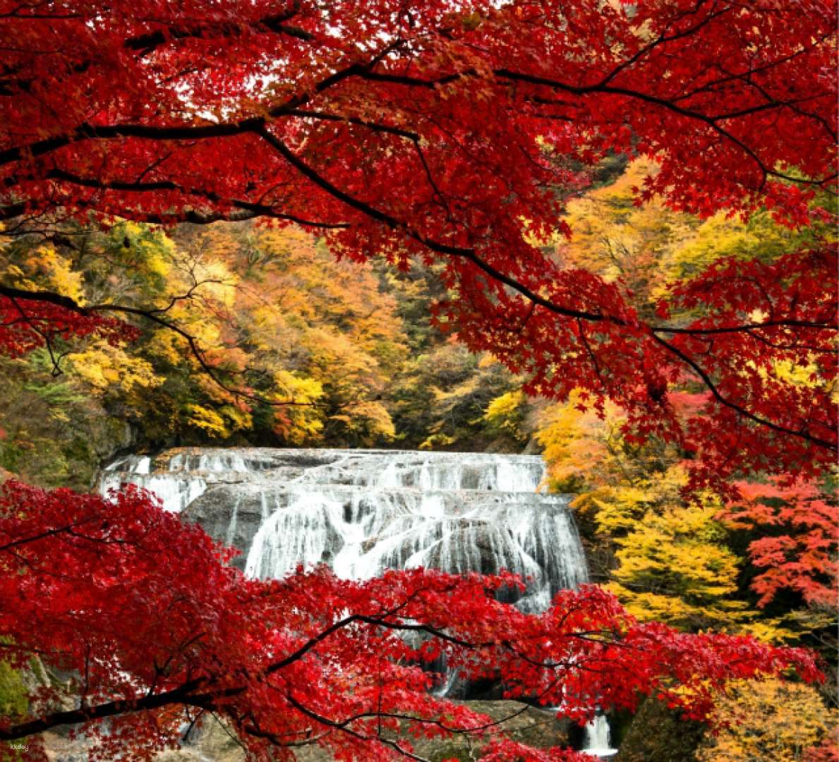 Buy [Maple Leaf Viewing in the Suburbs of Tokyo] Japan's Three Famous ...