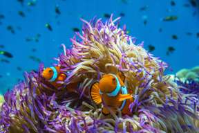 Frankland Islands Reef Cruises All Inclusive Day Tour