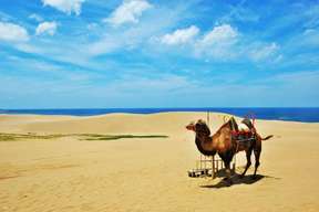 [Tour trong ngày bằng xe buýt Tottori] Bãi cát Tottori từ Osaka: Cồn cát, Du ngoạn bờ biển Uratomi, Bảo tàng cát, Trải nghiệm hái lê và bữa trưa｜Nhật Bản