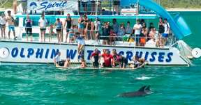 Ngắm Cá Heo Trên Du Thuyền Splash and Slide Thuộc Moonshadow Cruises | Port Stephens