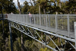 West Coast Tree Top Tower Ticket 3