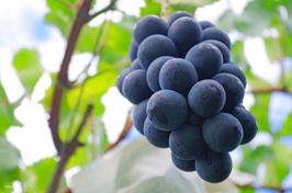 ทัวร์ฟูจิหนึ่งวัน | เก็บผลไม้ภูเขาไฟฟูจิ สถานีภูเขาไฟฟูจิชั้นที่ 5 & สวนอาราคุระยามะเซ็นเก็น (ออกเดินทางจากชินจูกุ) | ญี่ปุ่น 4